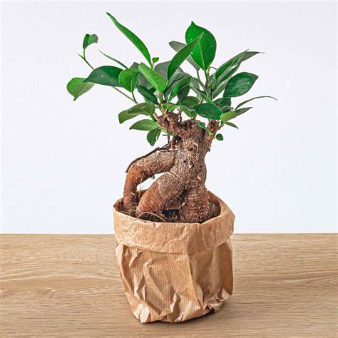 ficus ginseng 中文